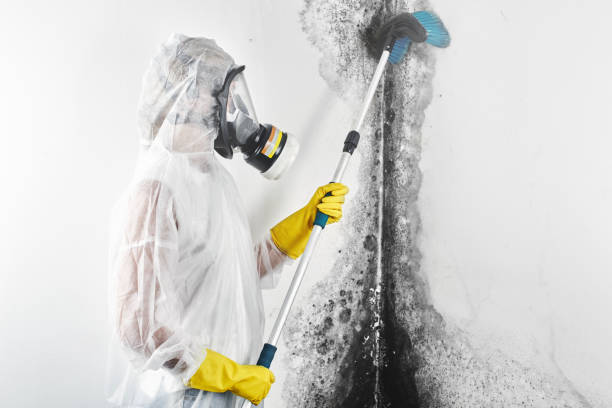 Best Mold Removal for HVAC Installations  in Gulf Breeze, FL