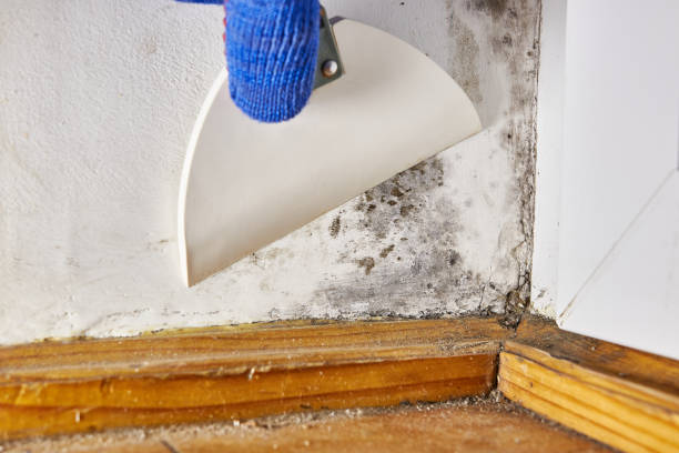 Best Black Mold Removal  in Gulf Breeze, FL
