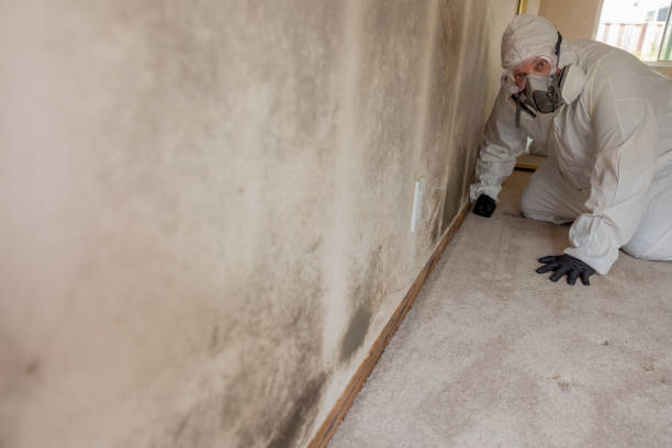 Best Airborne Mold Testing  in Gulf Breeze, FL